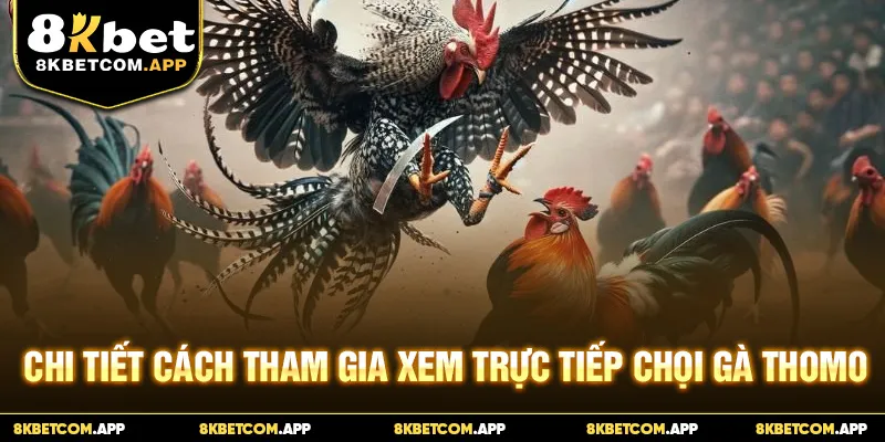 Chi tiết cách tham gia xem trực tiếp chọi gà Thomo