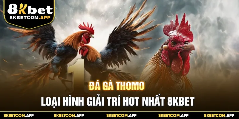 Đá Gà Thomo - Loại Hình Giải Trí Hot Nhất 8KBET