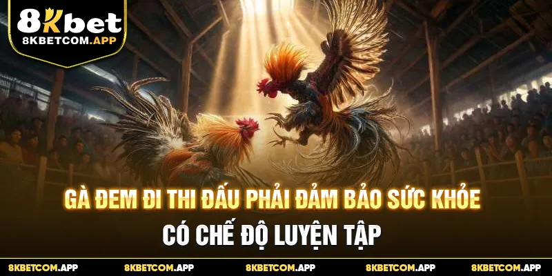 Gà đem đi thi đấu phải đảm bảo sức khỏe, có chế độ luyện tập