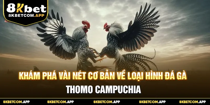 Khám phá vài nét cơ bản về loại hình đá gà Thomo Campuchia