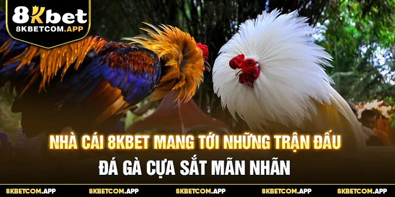 Nhà cái 8KBET mang tới những trận đấu đá gà cựa sắt mãn nhãn