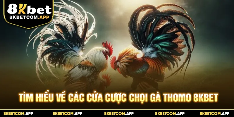 Tìm hiểu về các cửa cược chọi gà Thomo 8KBET